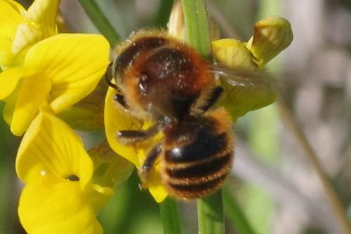 Osmia aurulenta
